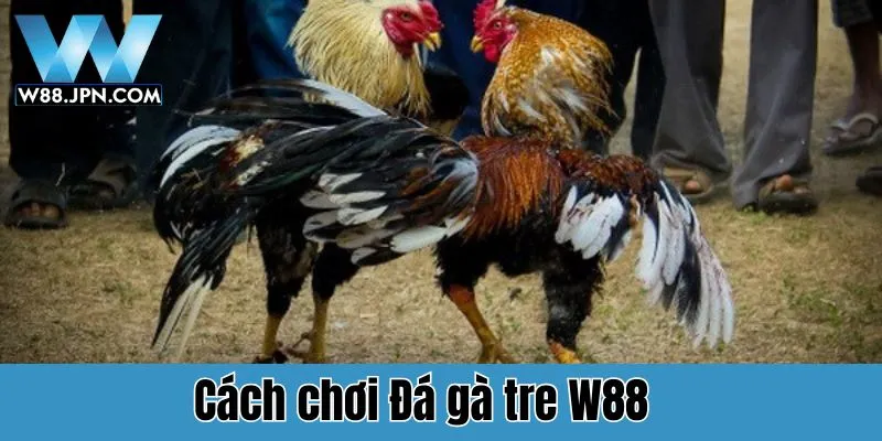Hướng dẫn cách chơi Đá gà tre W88 