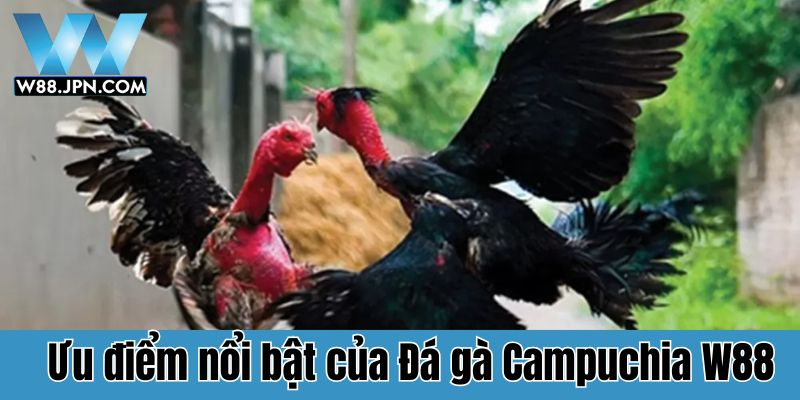 Ưu điểm nổi bật của Đá gà Campuchia W88