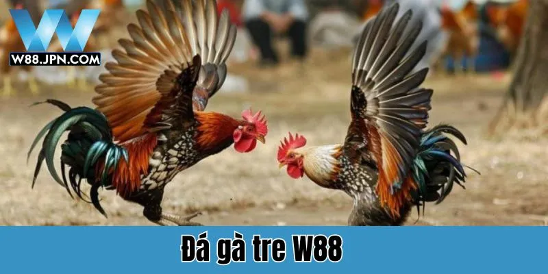 Đá gà tre W88
