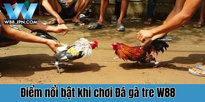 Vì sao nên tham gia chơi Đá gà tre W88?